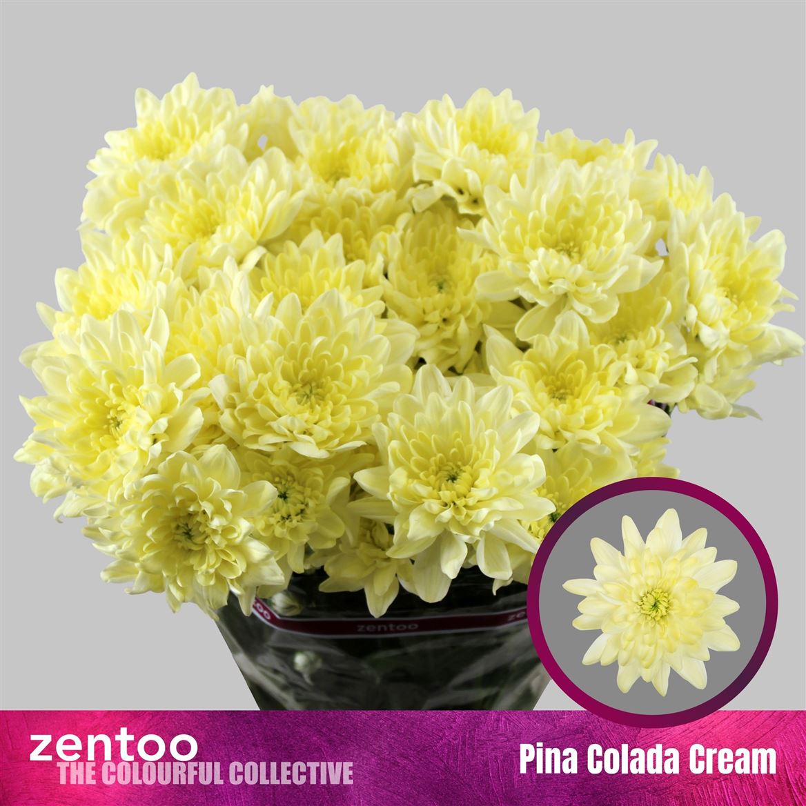 Chrysanth Spray Pina Colada Cream 70cm 110gr.