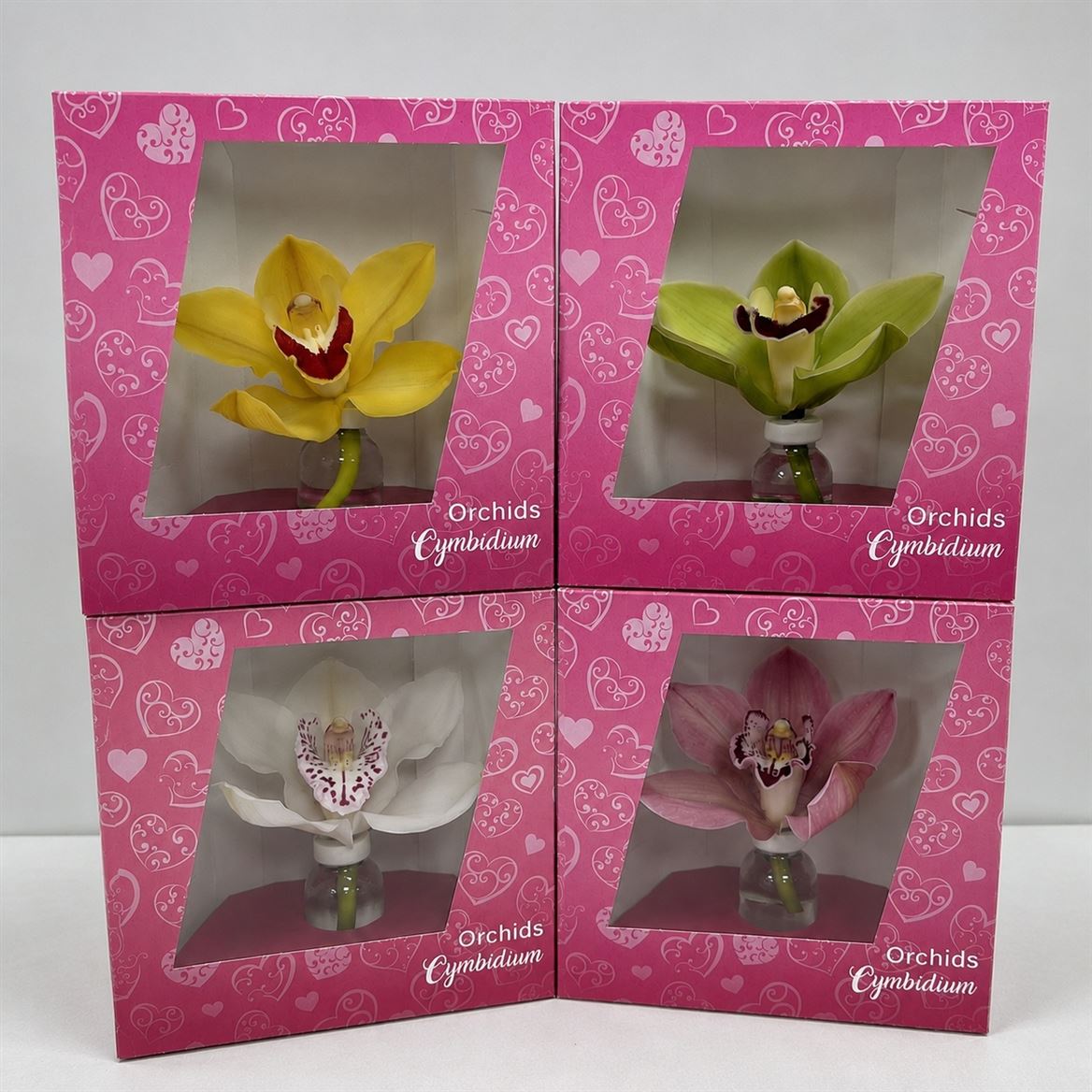 Cymbidium Cymbipack X12