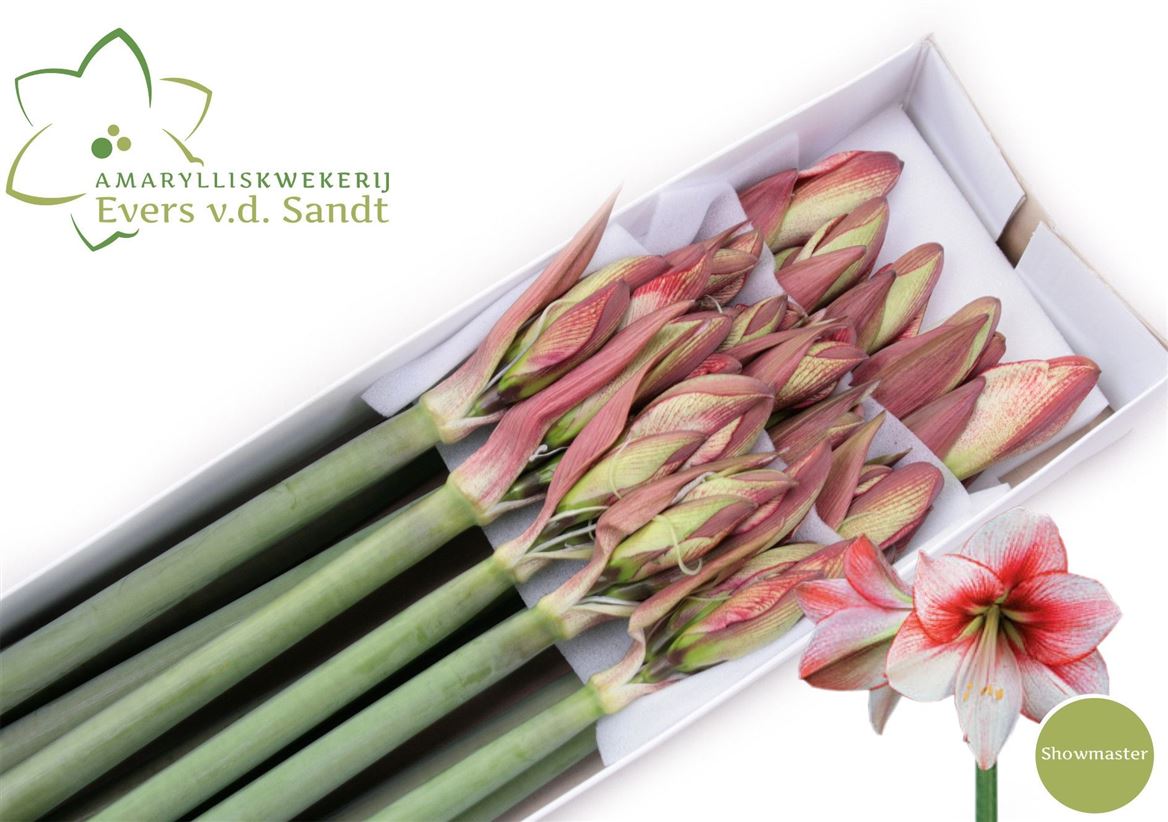 Hippeastrum Showmaster 75cm