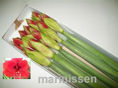 Hippeastrum Ferrari 75cm