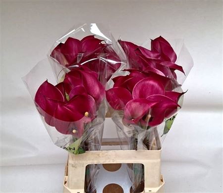 Zantedeschia Red Salsa 60cm