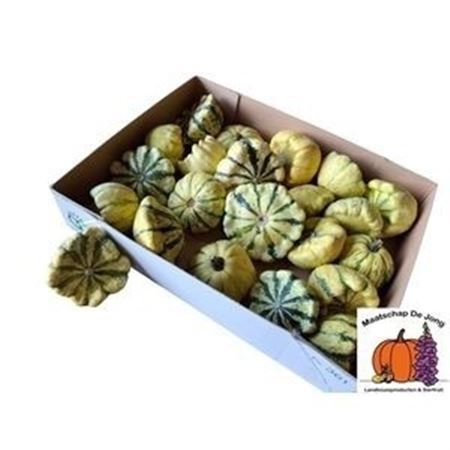 Cucurbita Pepo Patisson Mix 7cm