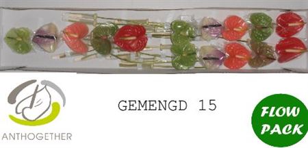 Anthurium Mixed 7Ø