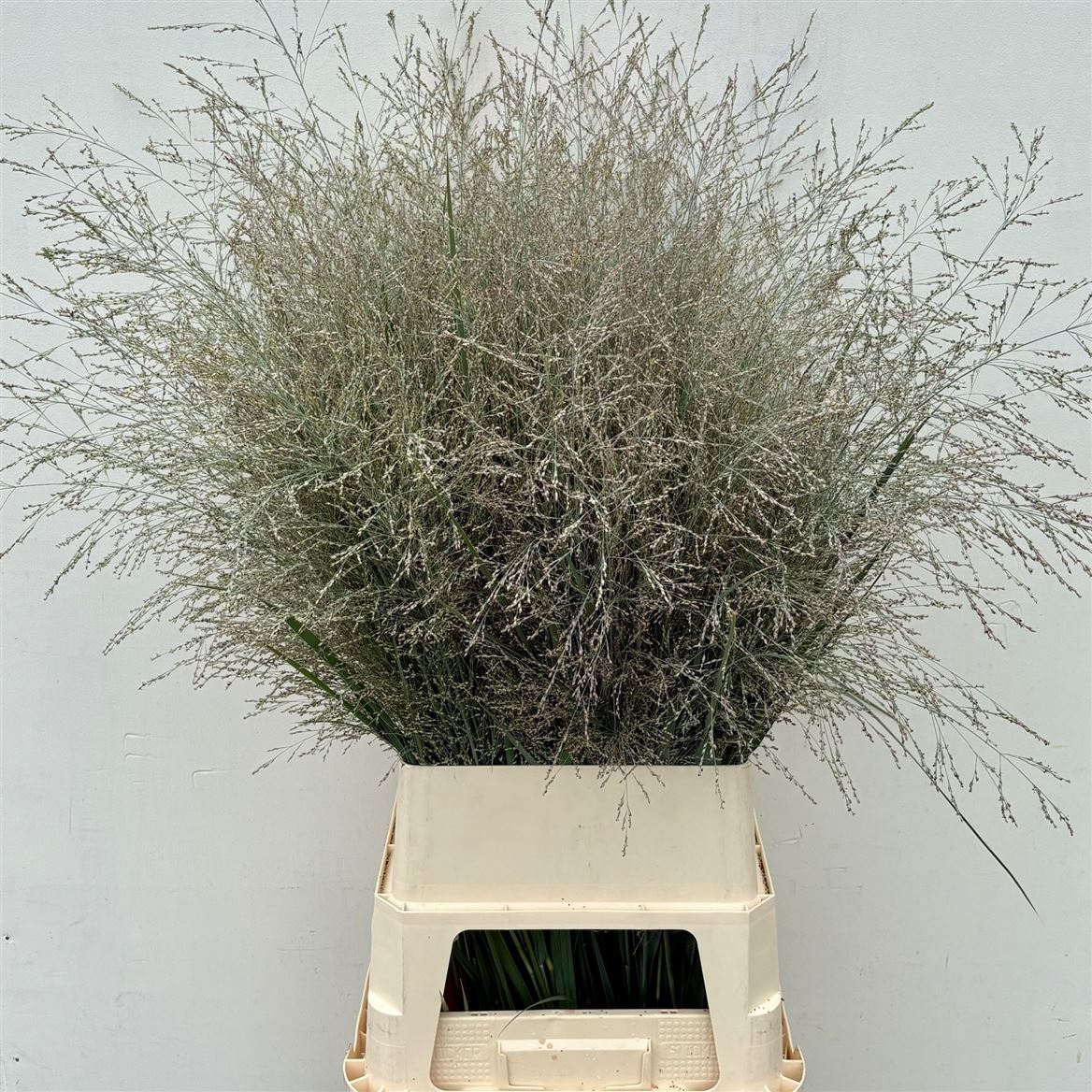 Panicum Dallas Blues 110cm