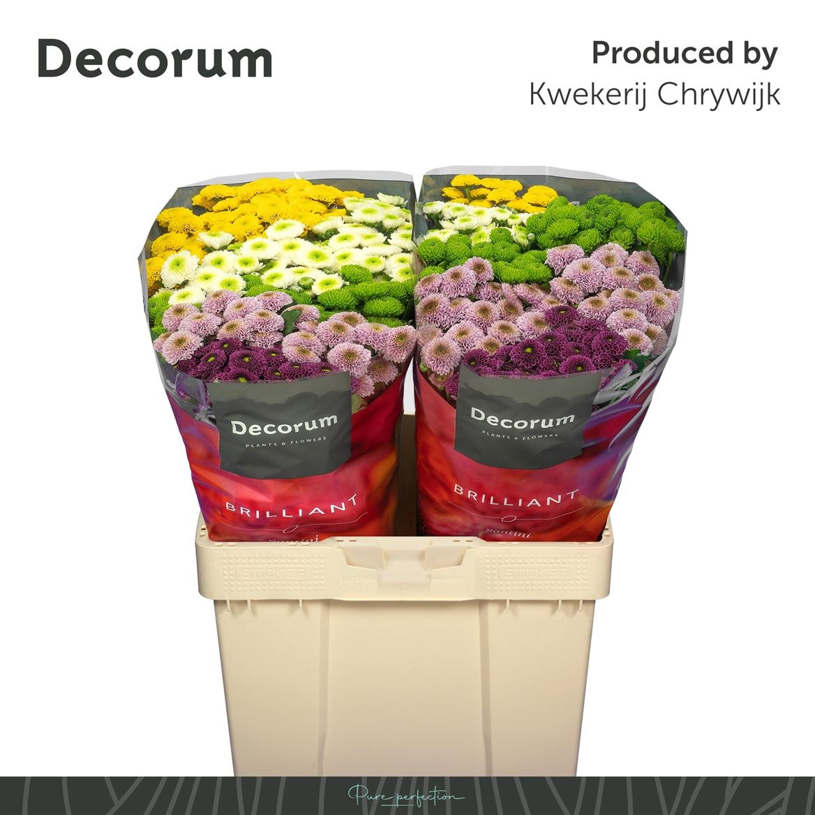 Chrysanth Santini Pompon Mix Per Bunch 55cm 58gr.