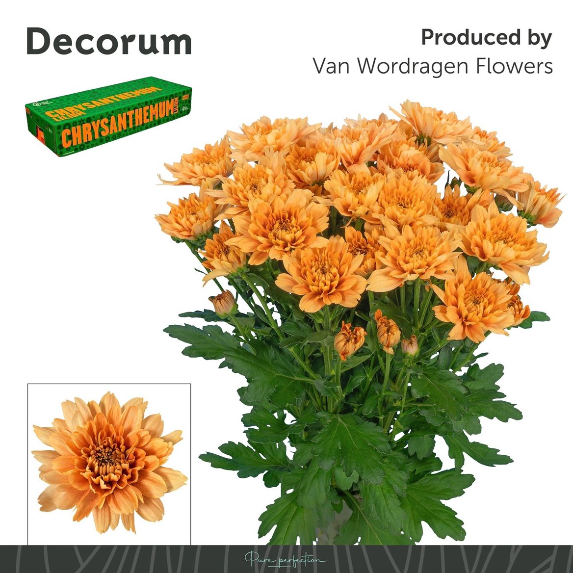 Chrysanth Spray Kalimba Orange 70cm 100gr.