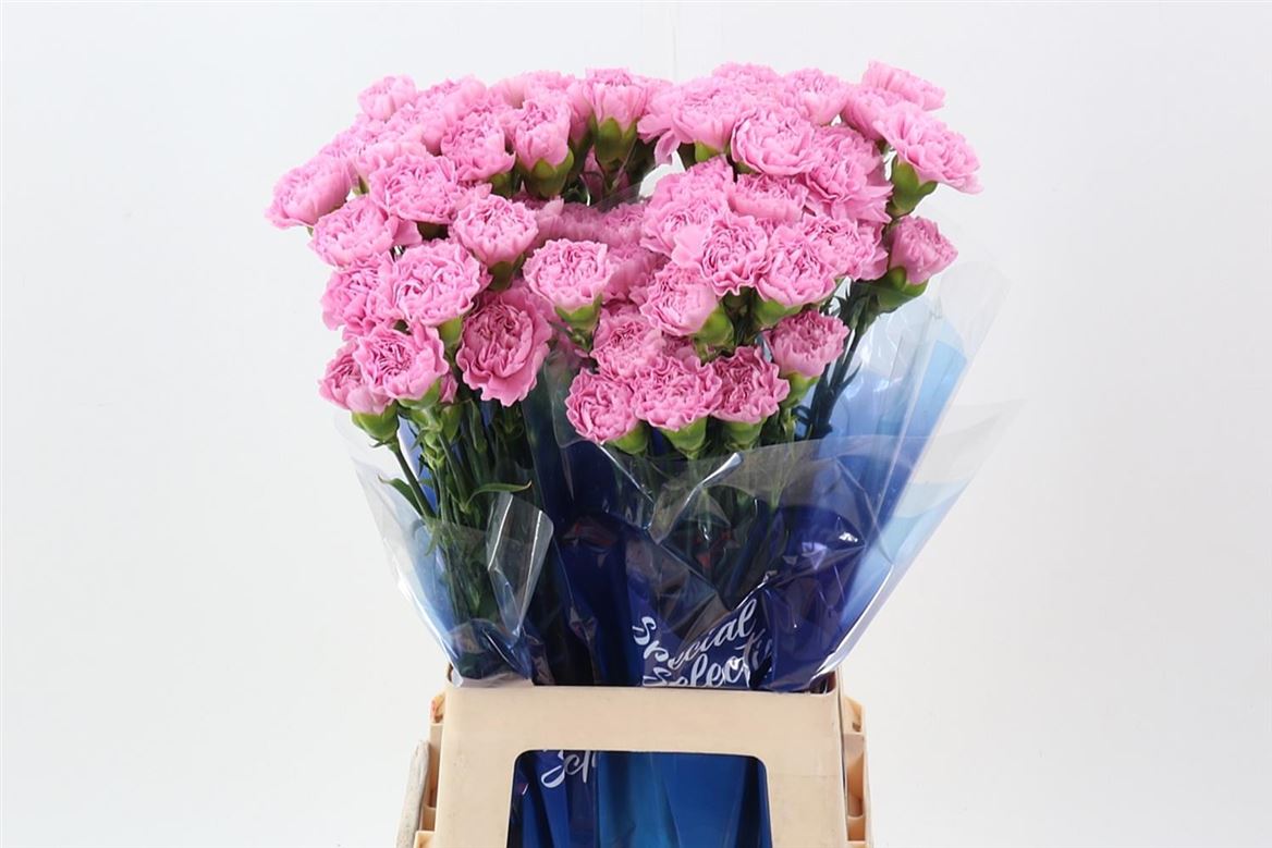 Dianthus Single Clearwater 70cm