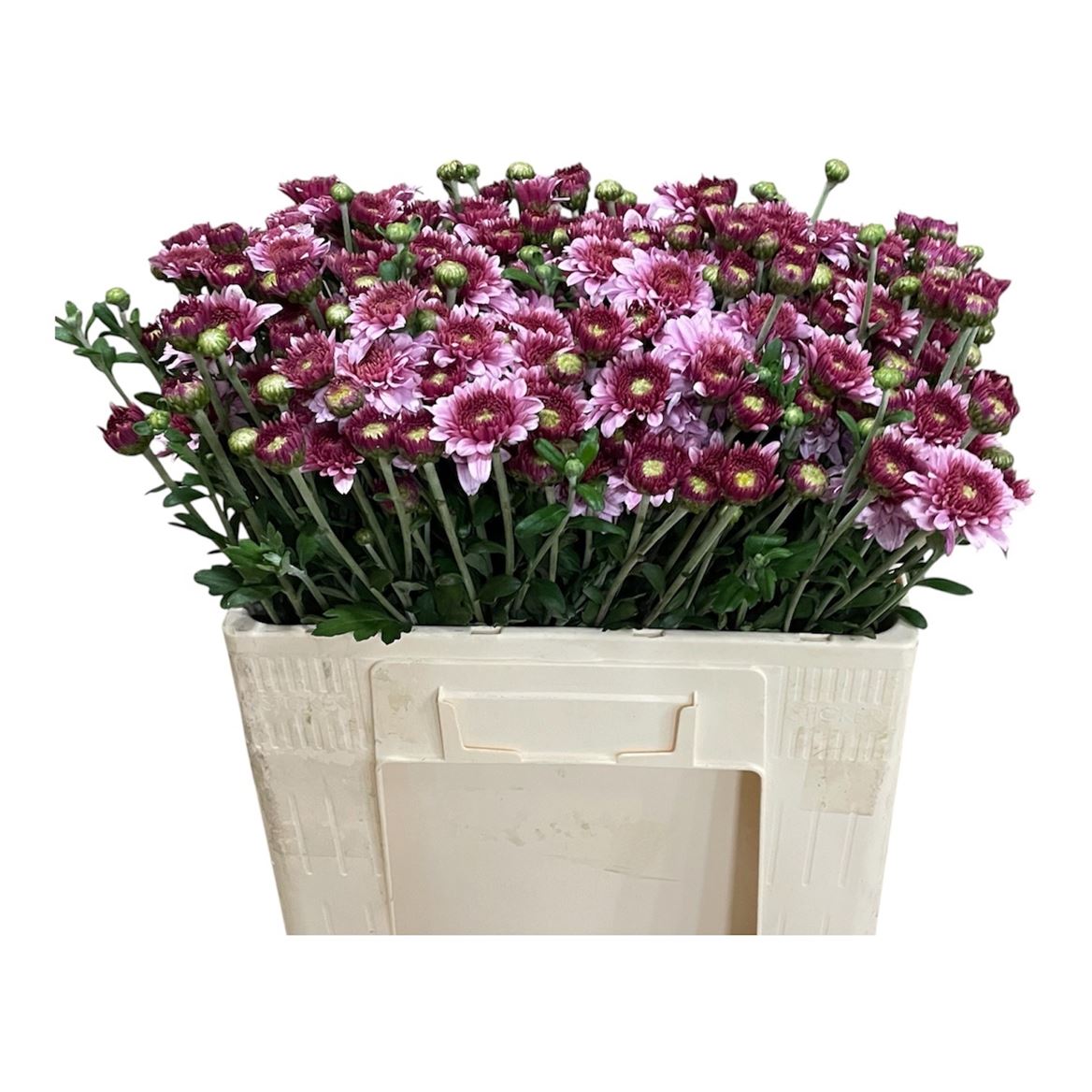 Chrysanth Spray Beppie 55cm 50gr.