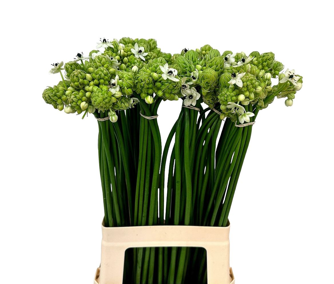 Ornithogalum Saundersiae 70cm