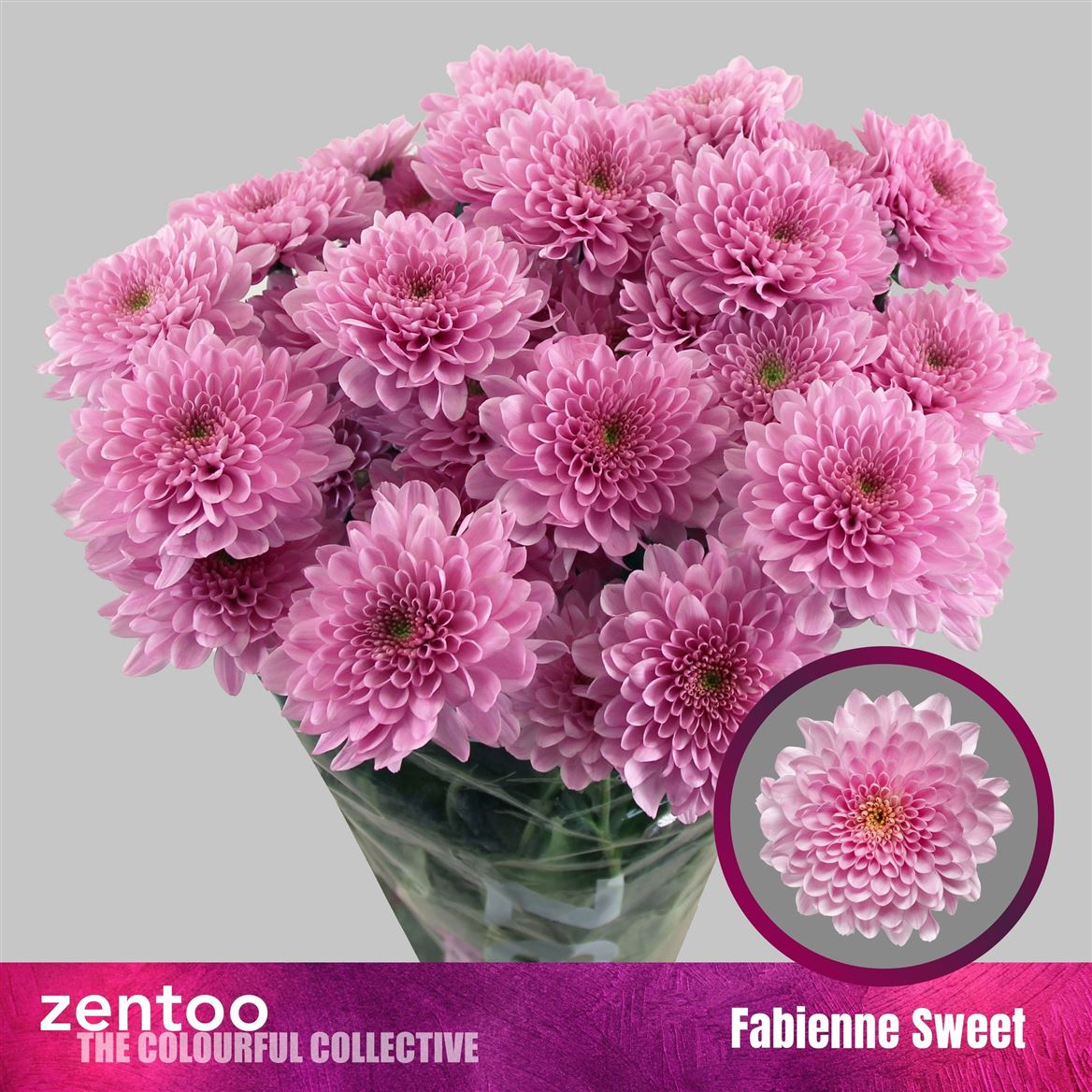Chrysanth Spray Fabienne Sweet 70cm 95gr.