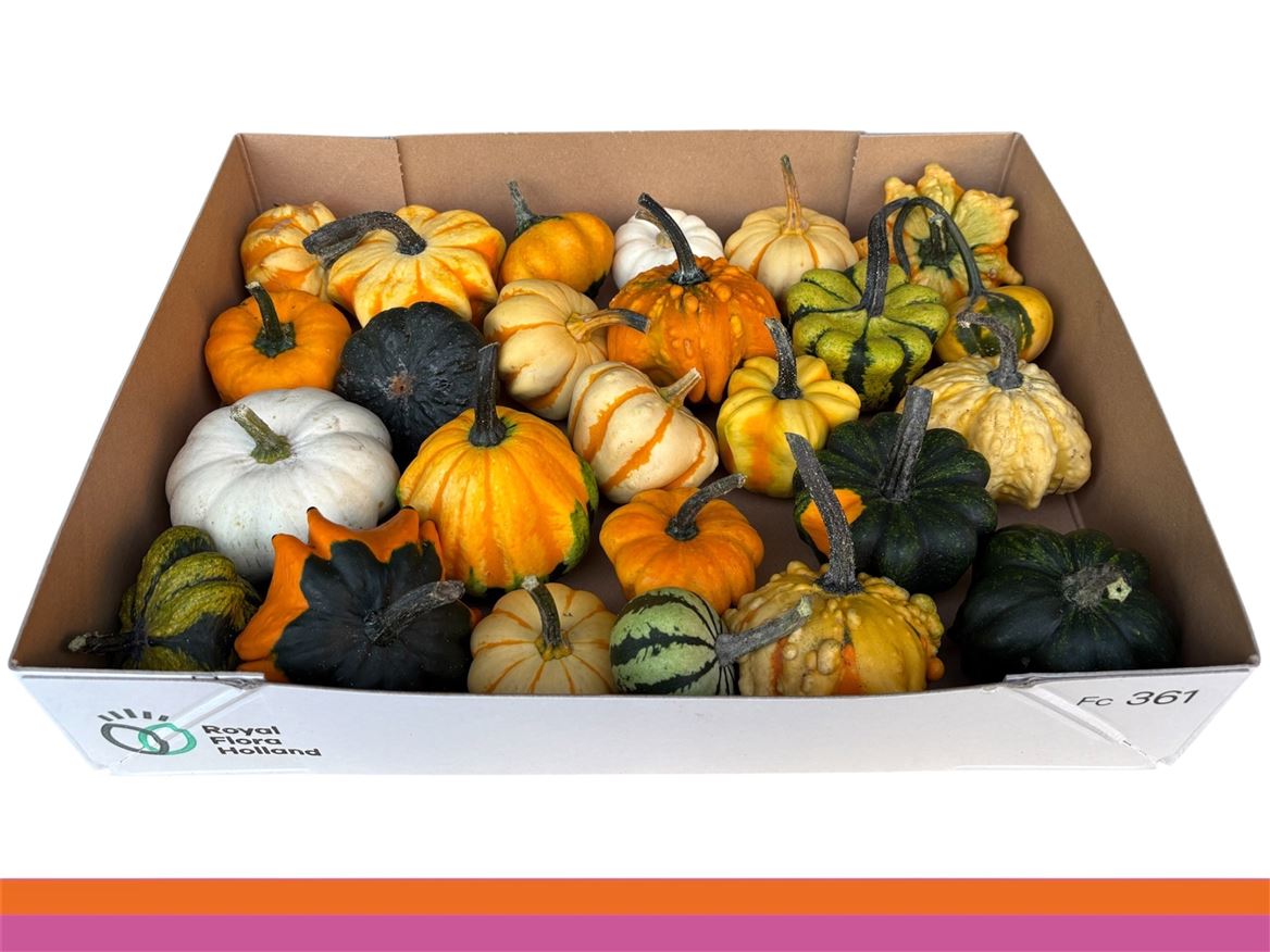 Cucurbita Pepo Indian Mix 9cm