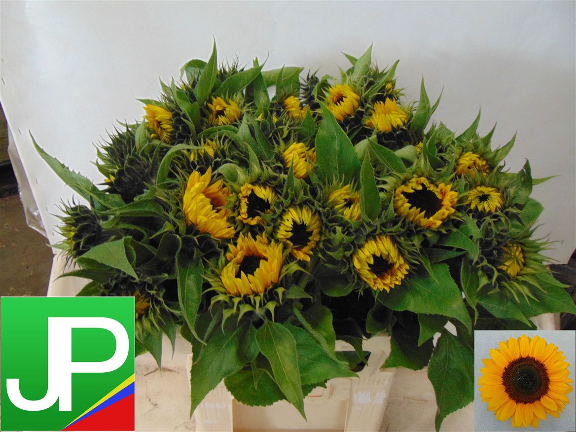 Helianthus Sunrich Orange 75cm