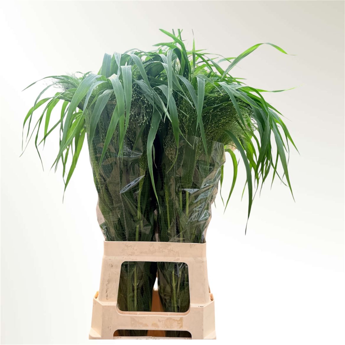 Panicum Fontaine 80cm