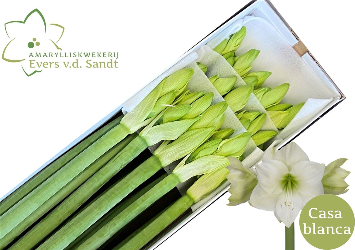 Hippeastrum Casablanca 80cm