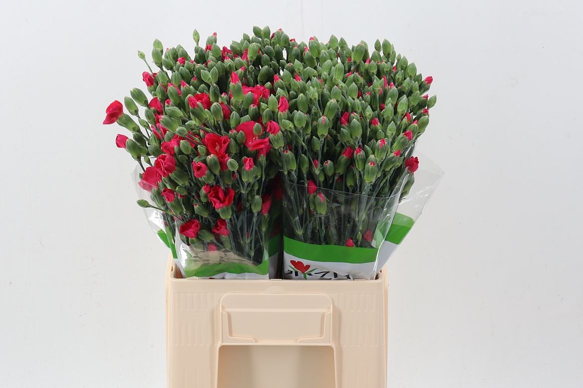 Dianthus Spray Single Solomio Imre 60cm