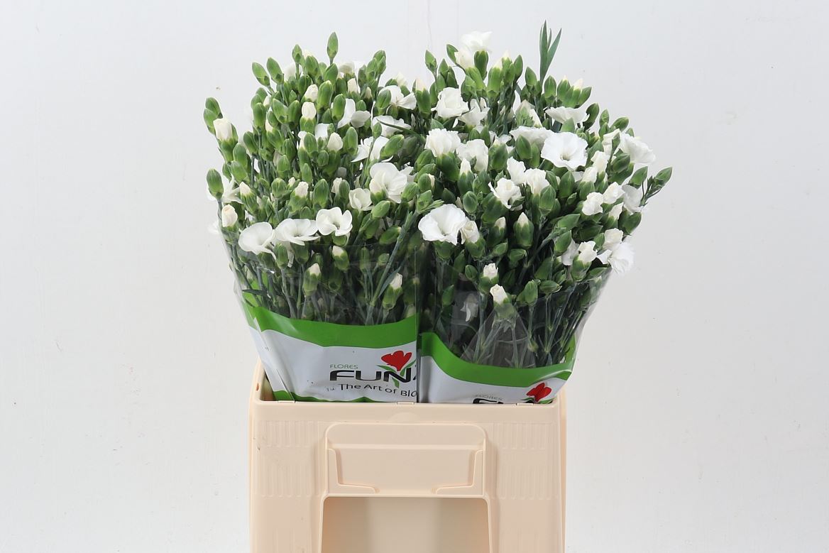 Dianthus Spray Single Solomio Ard 60cm