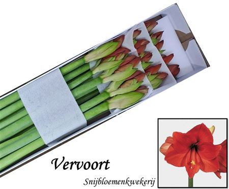 Hippeastrum Jaffa 75cm
