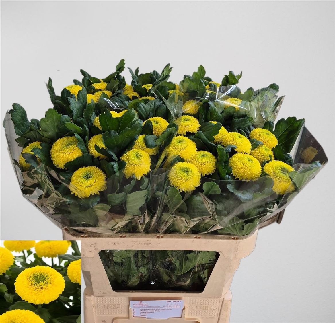 Chrysanth Single Golden Ping Pong 80cm 95gr.