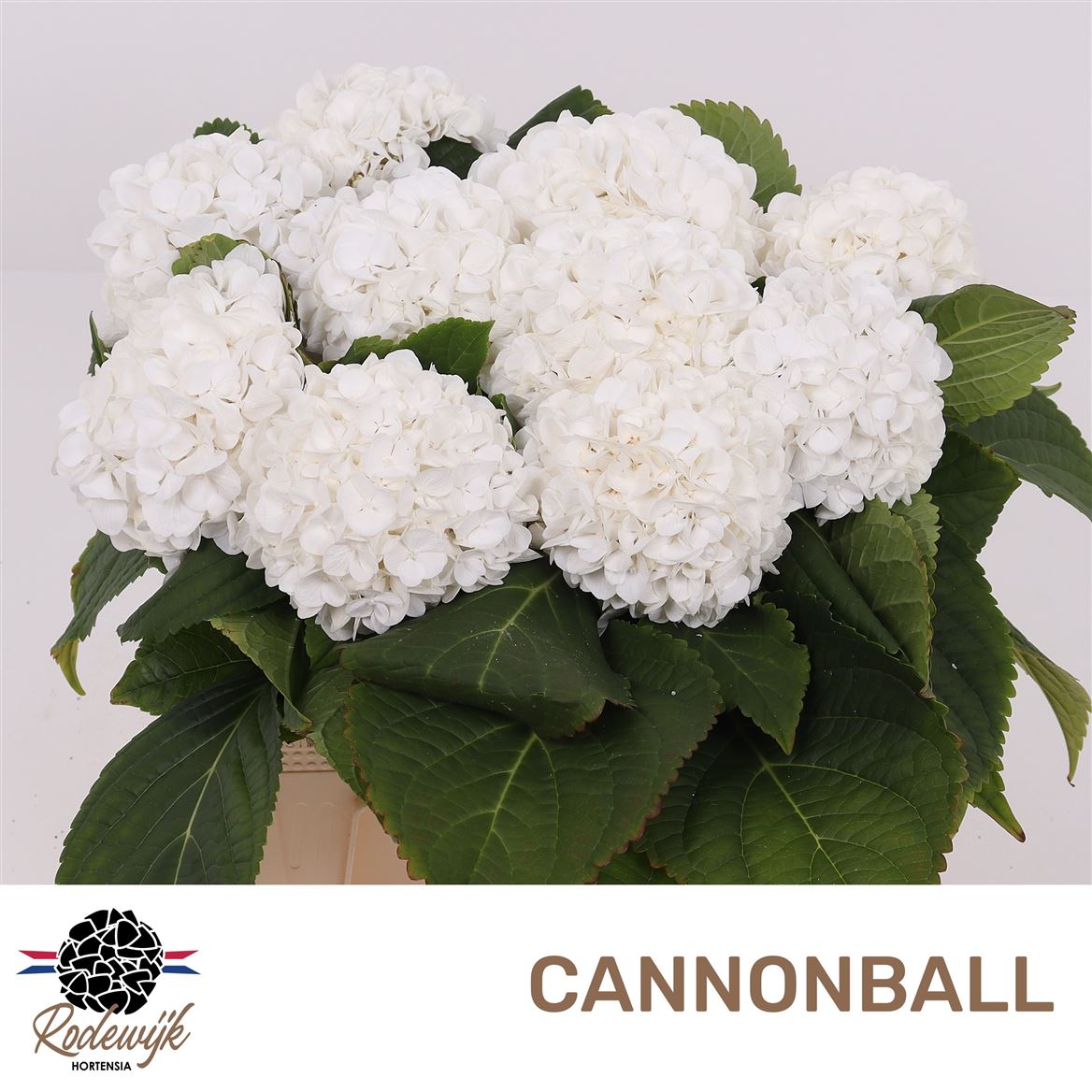 Hydrangea Cannonball 40cm 10-12cm Hd