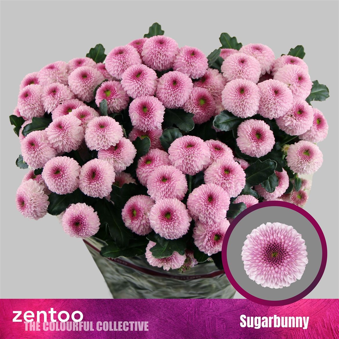 Chrysanth Spray Sugarbunny 70cm