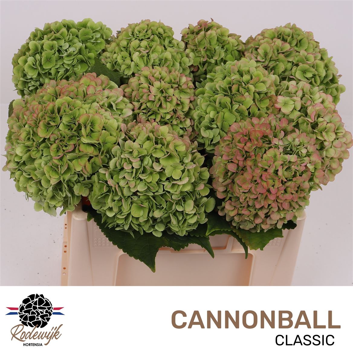 Hydrangea Cannonball Classic 50cm 15-17cm Hd