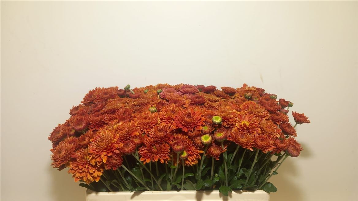 Chrysanth Spray Bella 53cm 70gr.