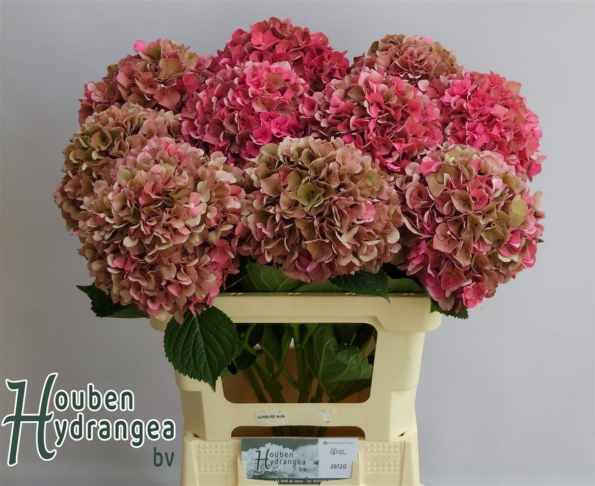 Hydrangea Glowing Alps Classic 60cm 16-18cm Hd