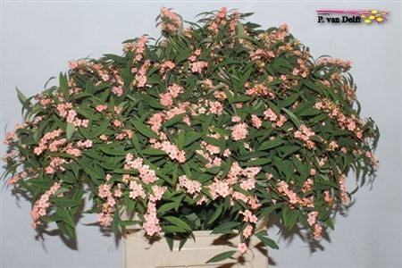 Euphorbia Fulgens Spray Pink Baron 80cm 15cm Hd