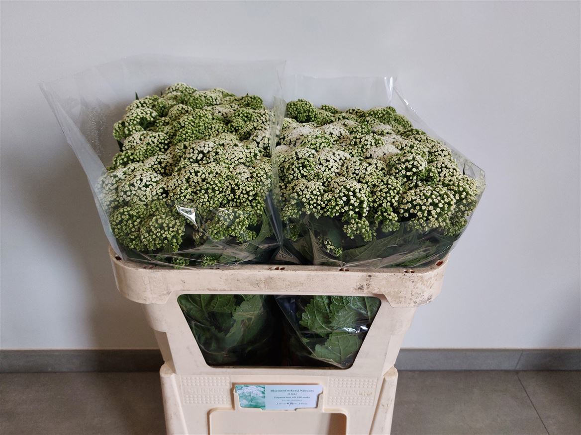 Eupatorium Rugo Braunlaub 70cm