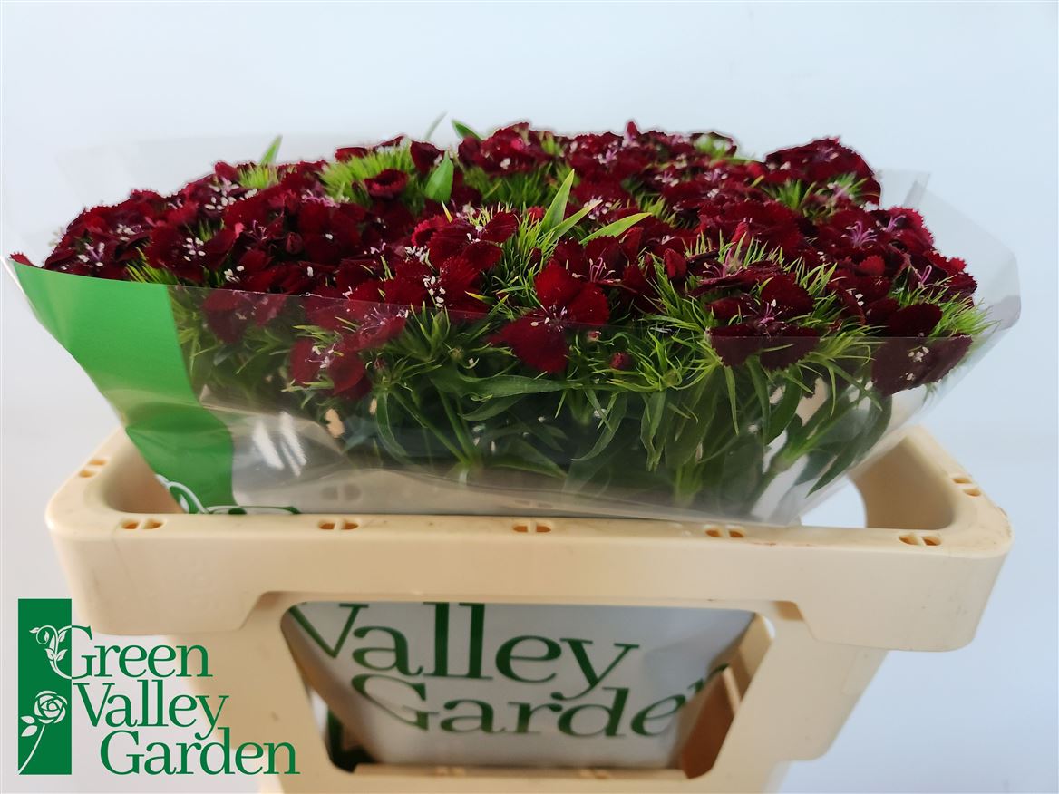 Dianthus Barb Sweet Will Black Cherry 50cm