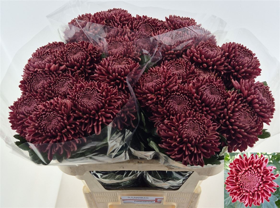 Chrysanth Single Bigoudi Red 75cm 95gr.