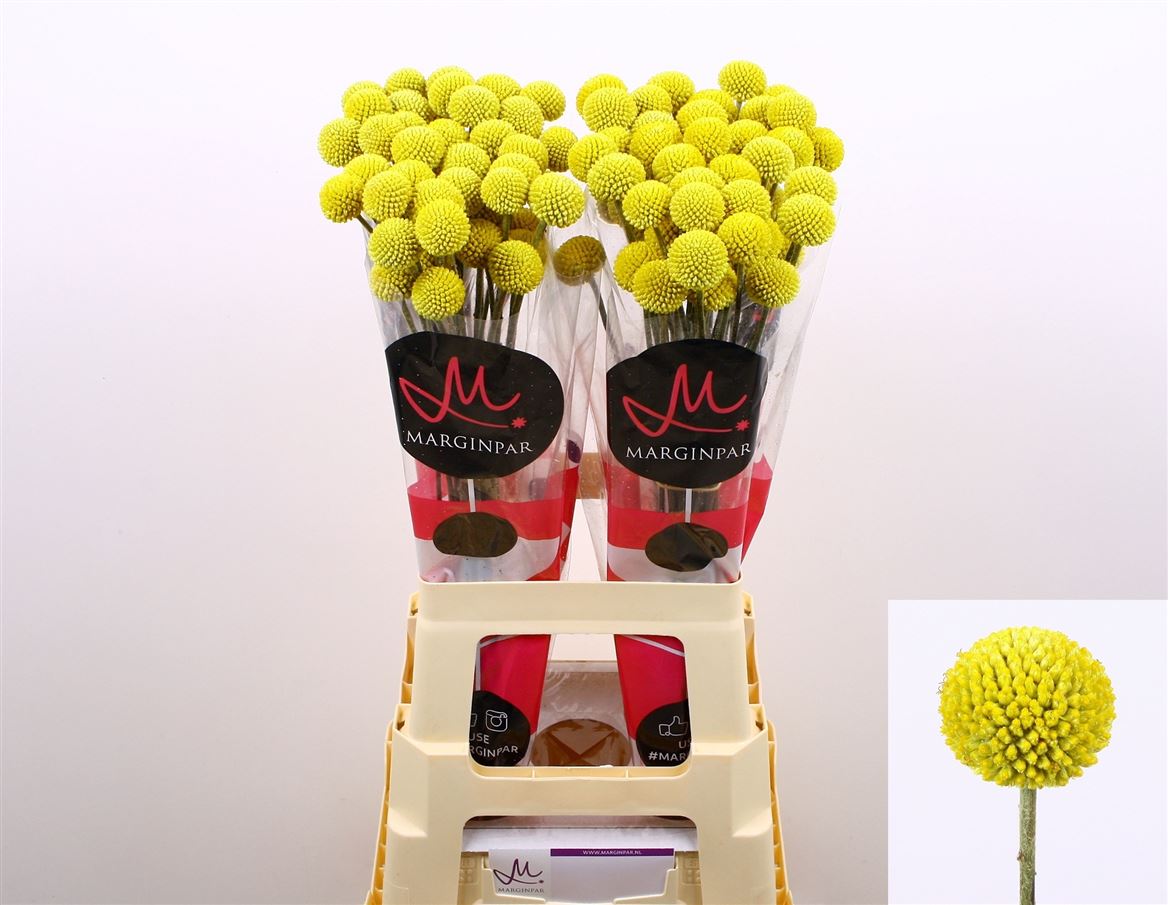 Craspedia Paintball Pop 75cm