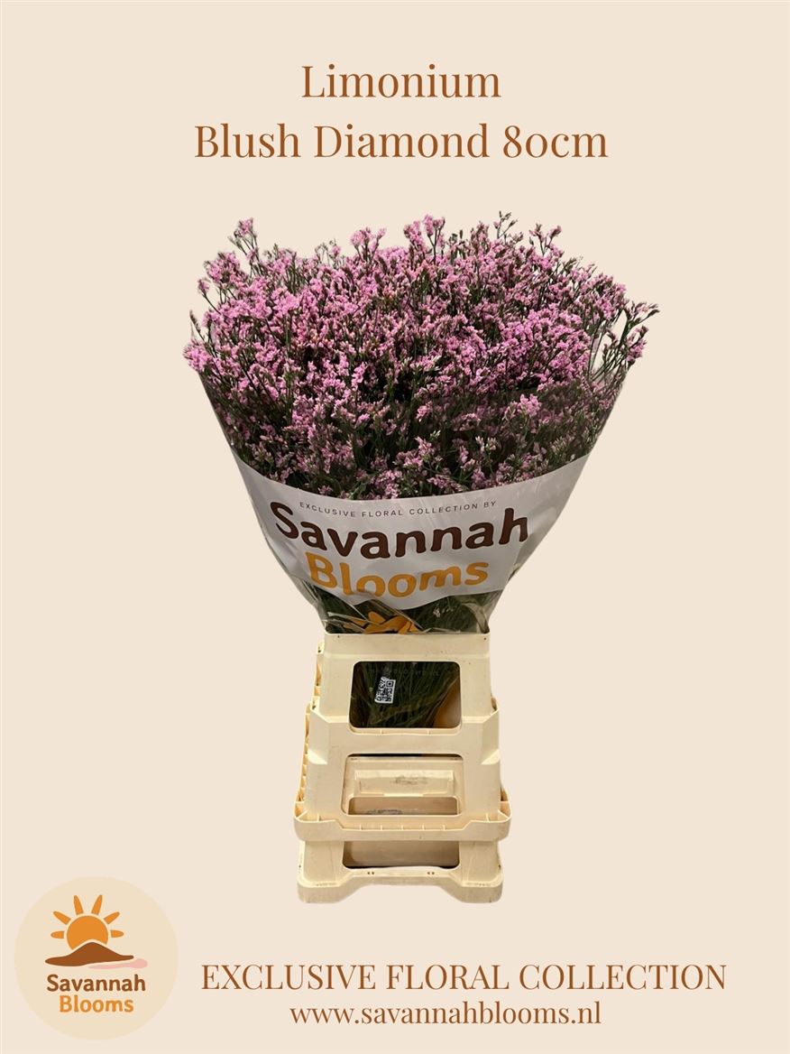 Limonium Sinense Blush Diamond 80cm 40gr.