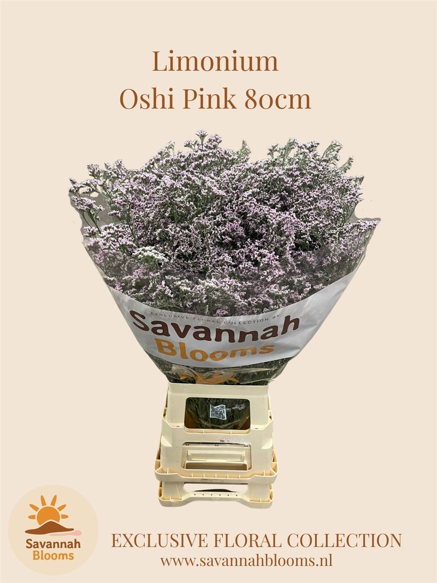 Limonium Safora Oshi Pink 80cm 45gr.
