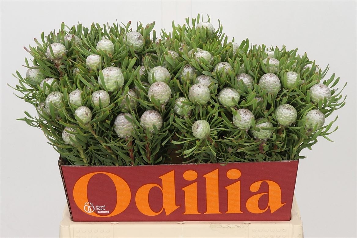 Leucadendron Galpinii Ayoba Silver Pearl 40cm