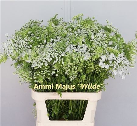 Ammi Majus 90cm