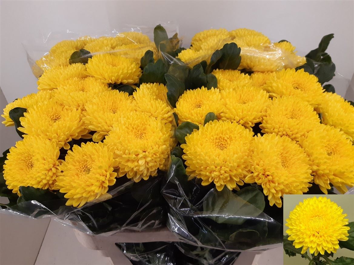Chrysanth Single Migoli 75cm 95gr.