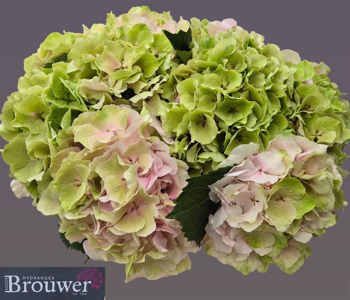 Hydrangea Verena Classic 40cm 15-17cm Hd