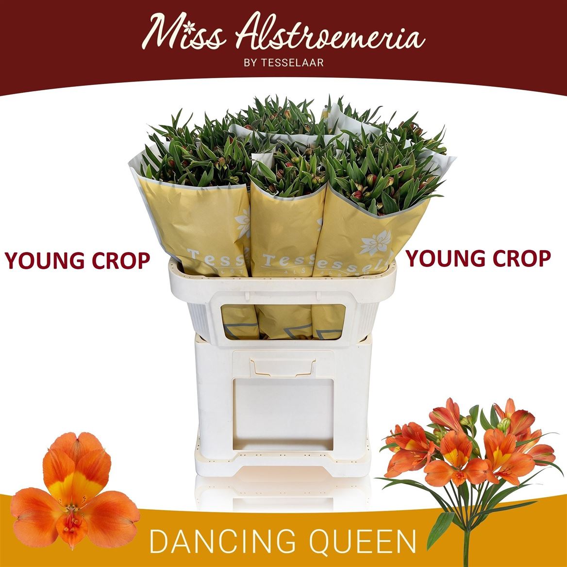 Alstroemeria Dancing Queen 75cm 85gr.