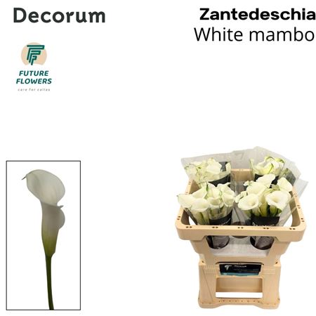 Zantedeschia White Mambo 45cm