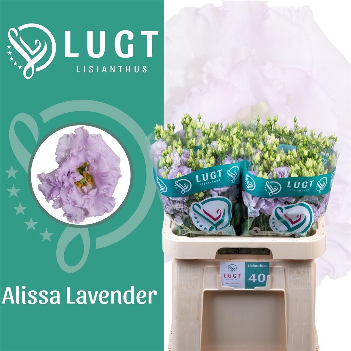 Eustoma Double Alissa Lavender 70cm