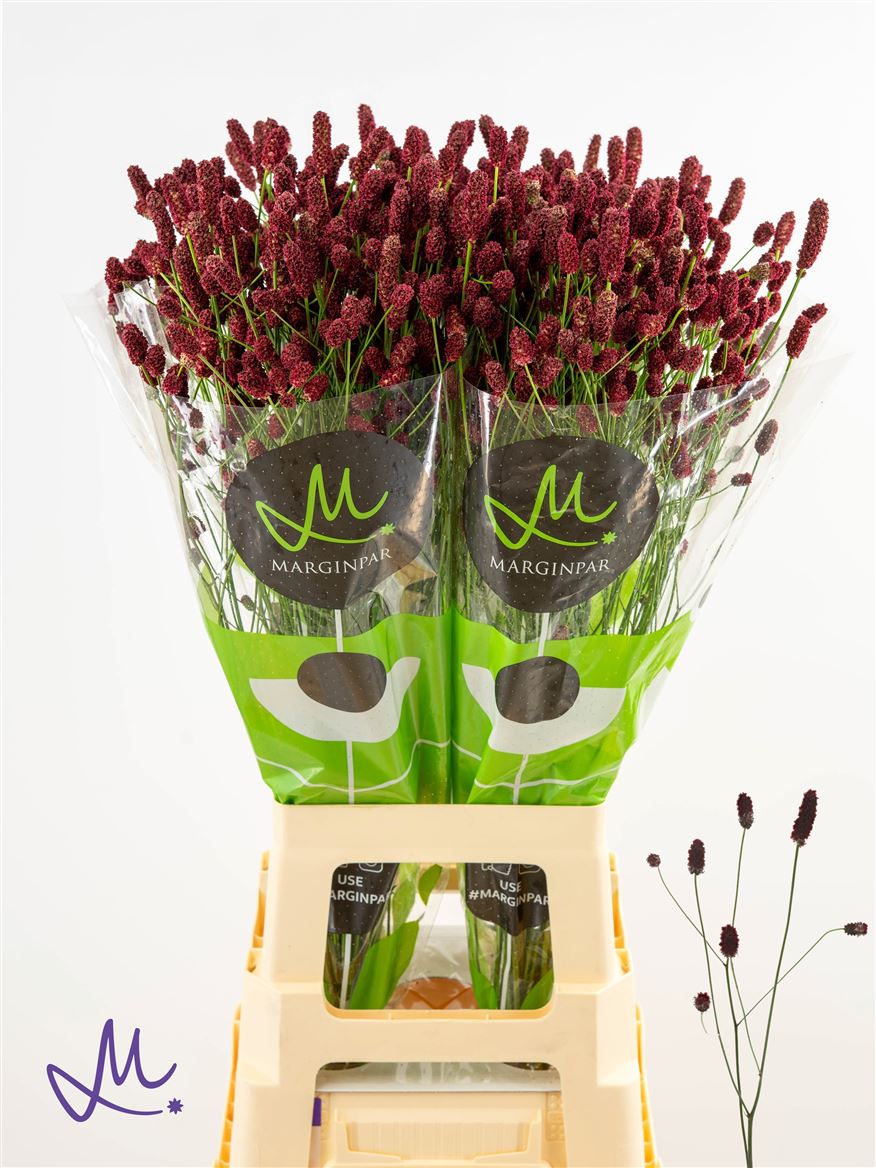 Sanguisorba Officinalis Red Dream 80cm
