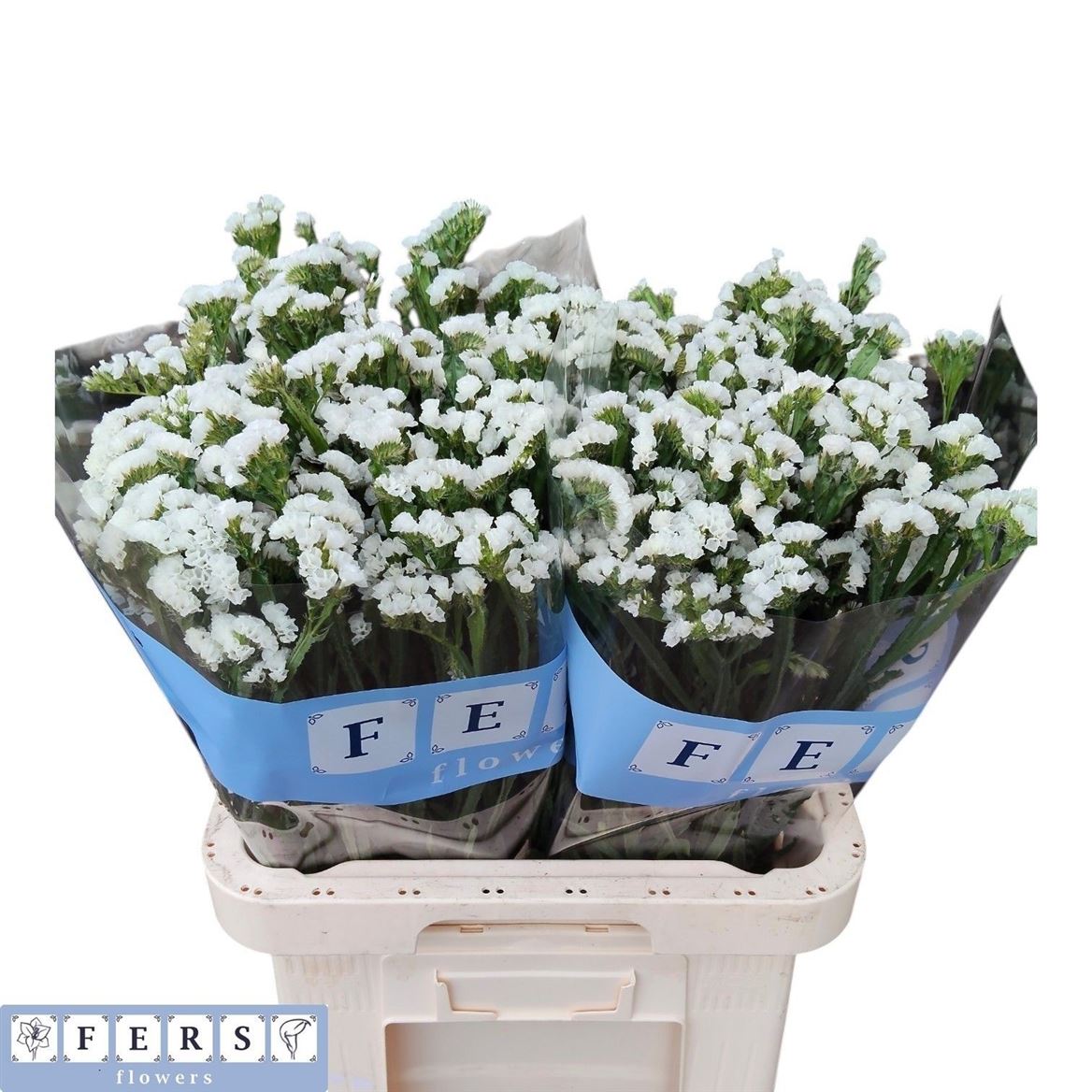 Limonium Sinuatum White Starlight Wings 70cm 40gr.