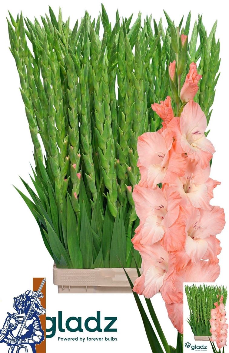 Gladiolus Karma 110cm 200gr.