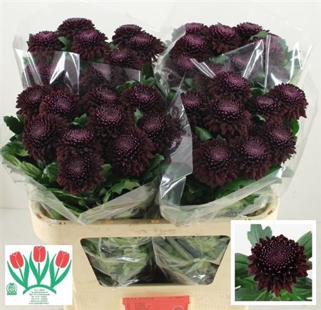 Chrysanth Single Poker 70cm 75gr.