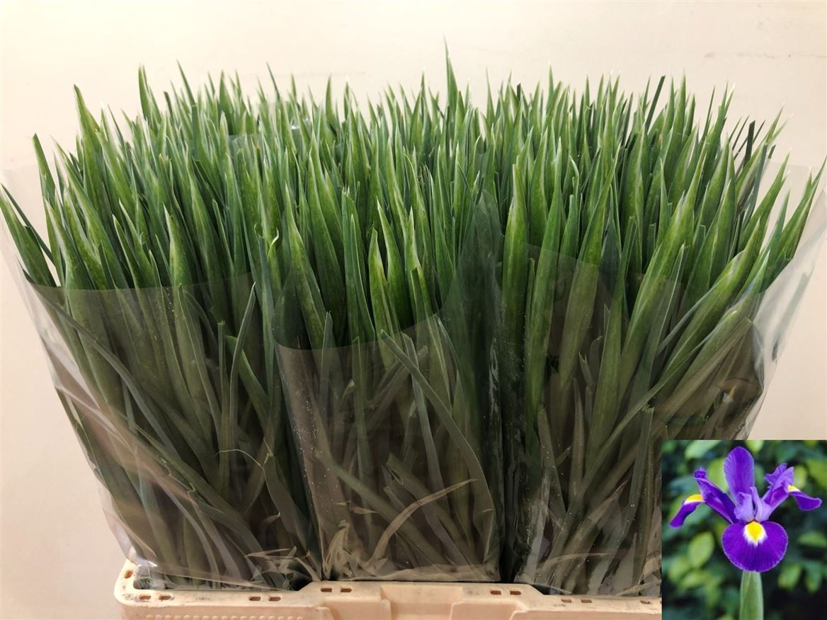 Iris Blue Magic 60cm 28gr.