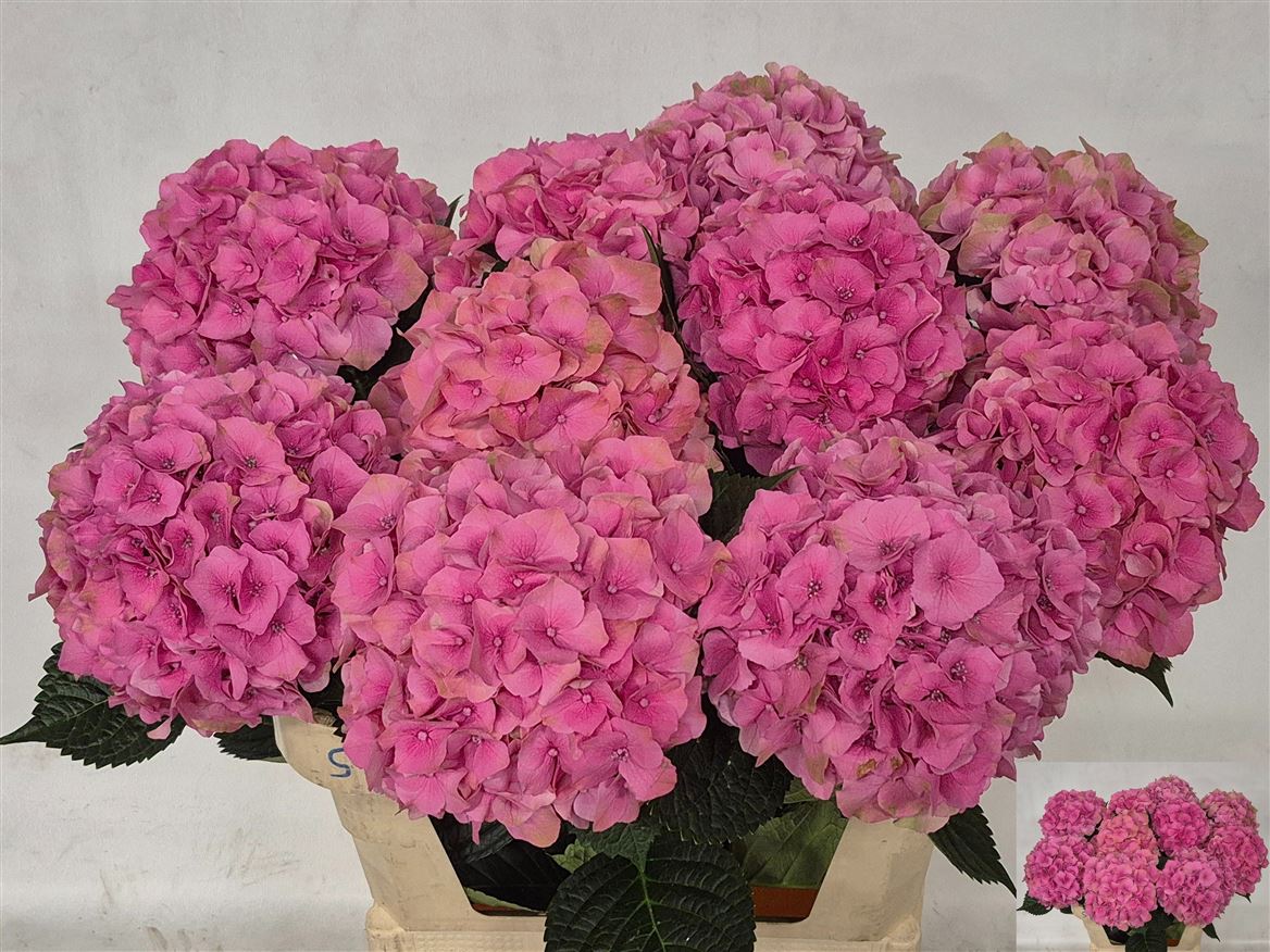 Hydrangea Royal Palace 80cm 17-19cm Hd