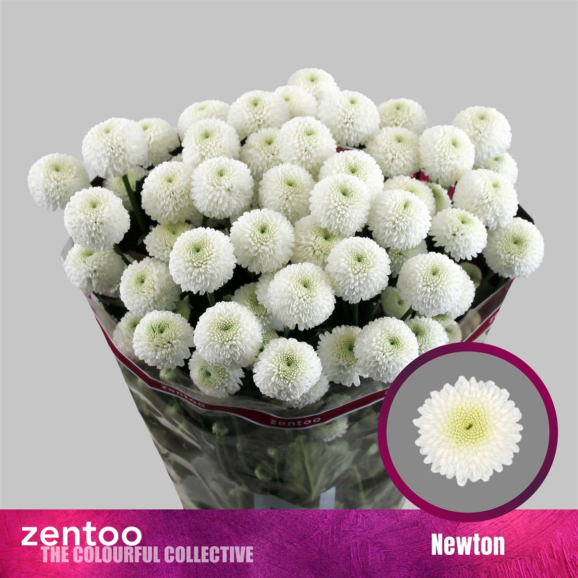 Chrysanth Spray Newton 70cm 75gr.