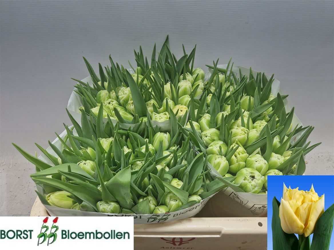 Tulip Double Avant Garde 30cm 30gr.