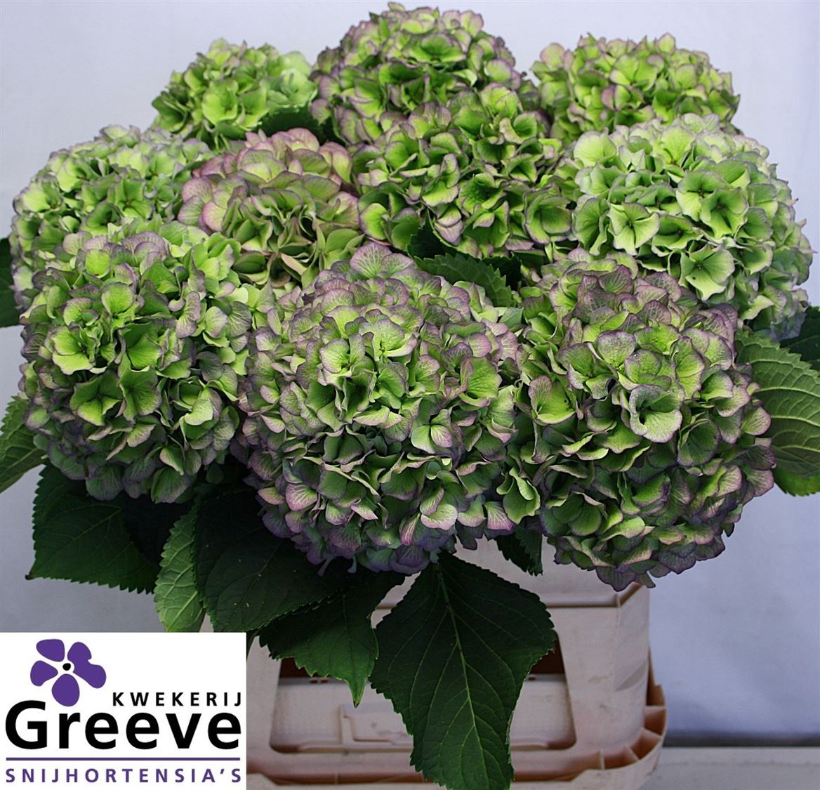 Hydrangea Verena Blue Classic 80cm 18-20cm Hd